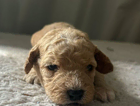 puppy