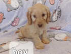 Puppy