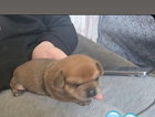 puppy