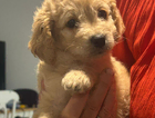 puppy