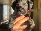 puppy - red