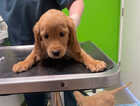 Puppy