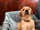 Puppy