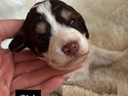 puppy