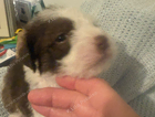 puppy