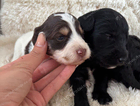 puppy