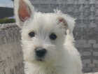 Puppy