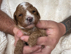 puppy