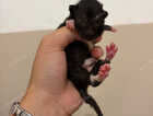 Kitten