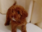 puppy