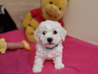 puppy