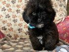 puppy
