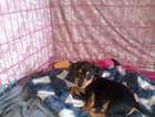 Puppy