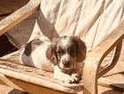 puppy