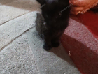 kitten