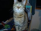 Lost Brown Tabby with short tail