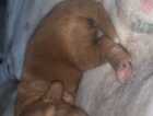 Puppy