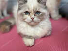 Kitten