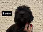 Puppy