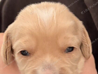 puppy