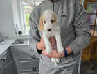 Puppy