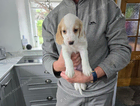 puppy