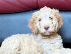 Puppy