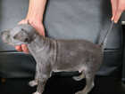 Puppy