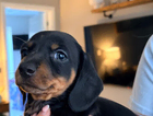 puppy