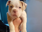 puppy