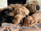 puppy