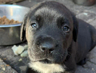puppy