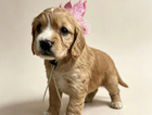 daisy doo