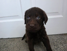 puppy