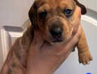 Puppy