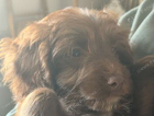 puppy