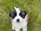 puppy