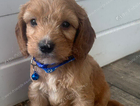 puppy  blue collar