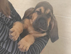 puppy  red