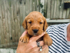 puppy