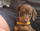 puppy