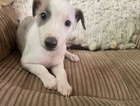 puppy
