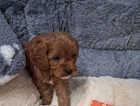 Puppy