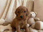 Puppy
