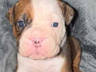 Puppy
