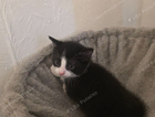 kitten