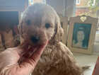 Puppy