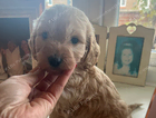 puppy