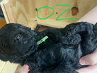 oz