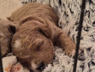 puppy